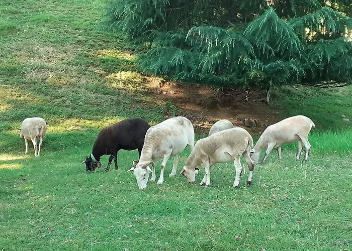 Bellevue לינה וארוחת בוקר Pontacq